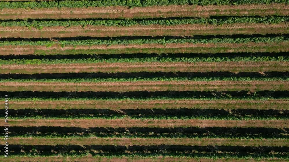 Grape plantation on sunny day, aerial view. Agriculture in Poland. Video of the vineyard from, birds eye view Grape plantation on sunny day, aerial view. Agriculture in Poland. Video of the vineyard from, birds eye view