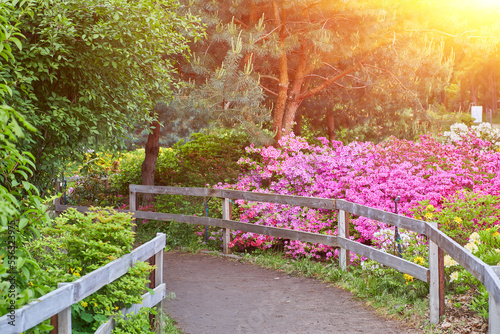 Footpath in an azalea gardent