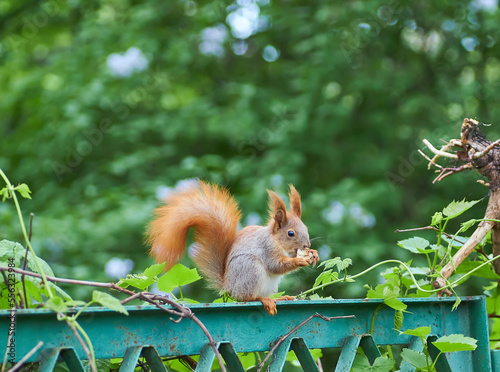Red squirrel is a species of tree squirrel in the genus Sciurus  common in Europe and Asia.