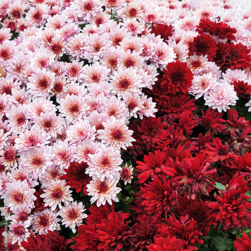Pink and Red Flowers of Chrysanthemum Plant.