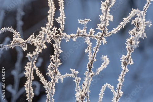 abstract frost covered garden plants background. © Neils