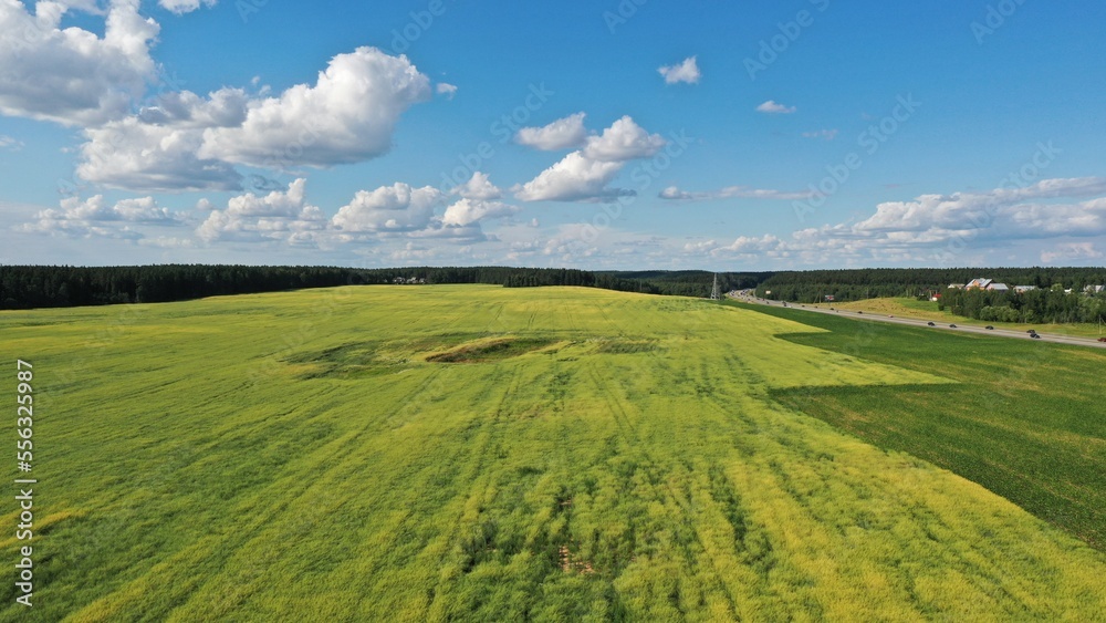 Summer landscape with blue sky and yellow field like the flag of Ukraine