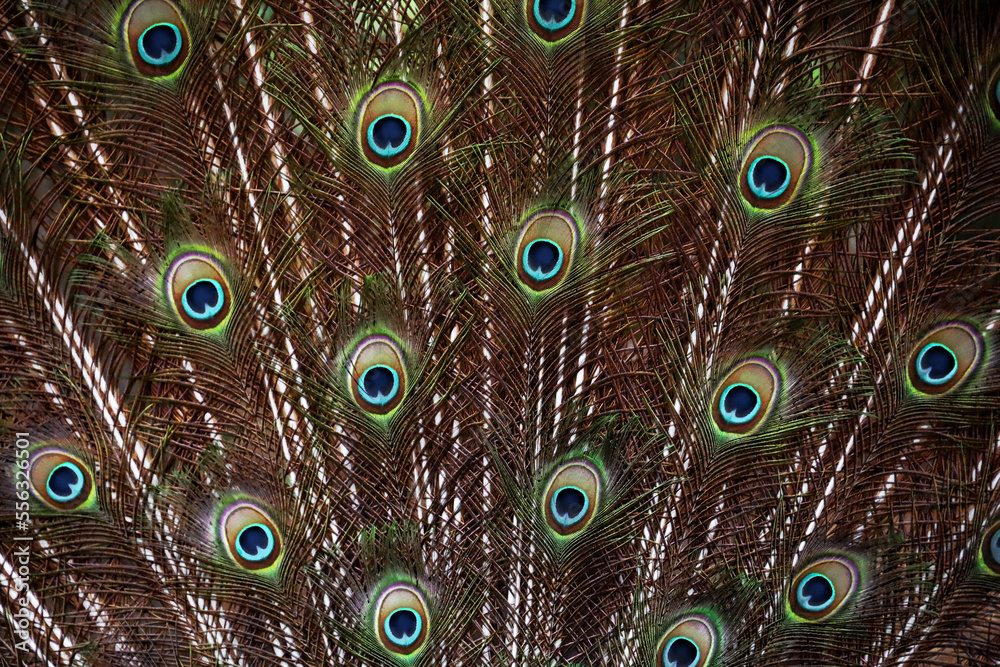Obraz premium peacock feathers
