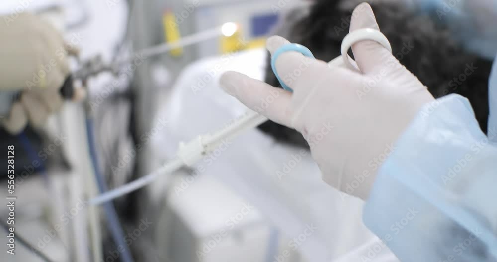 Vidéo Stock Endoscopy of the urinary bladder in a dog. Closeup. The