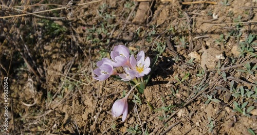 Colchicum or Colchicum ancyrense flower blooms in the steppe photo