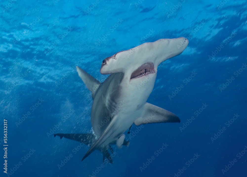 Fototapeta premium A Great Hammerhead (Sphyrna mokarran) in Bimini, Bahamas