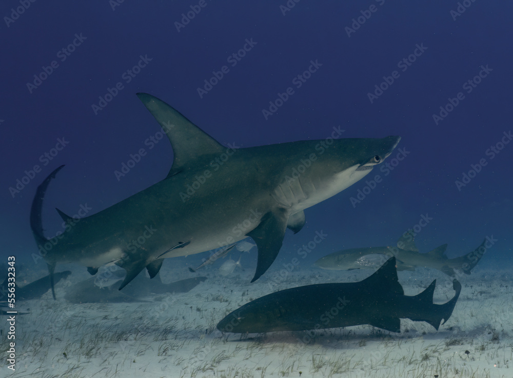 Fototapeta premium A Great Hammerhead (Sphyrna mokarran) in Bimini, Bahamas