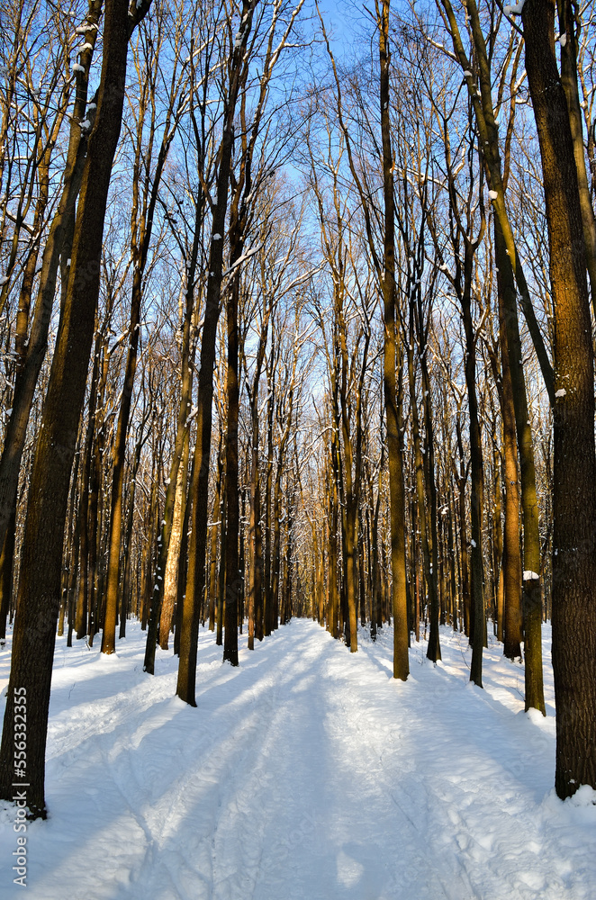 Trees covered with snow in winter forest