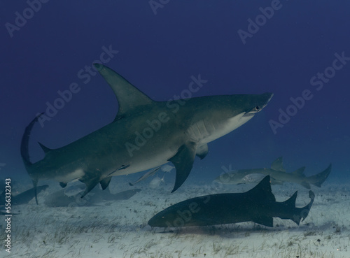 A Great Hammerhead  Sphyrna mokarran  in Bimini  Bahamas