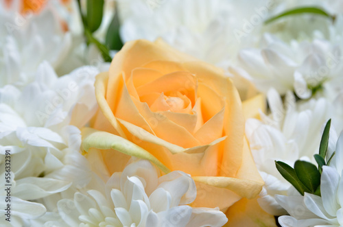 Yellow rose in a bouquet of white daisies