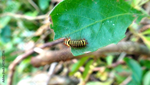 larva de borboleta ou mariposa lepidoptera inseto lagarta photo