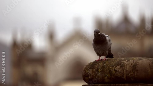 Pigeon on the rock. photo