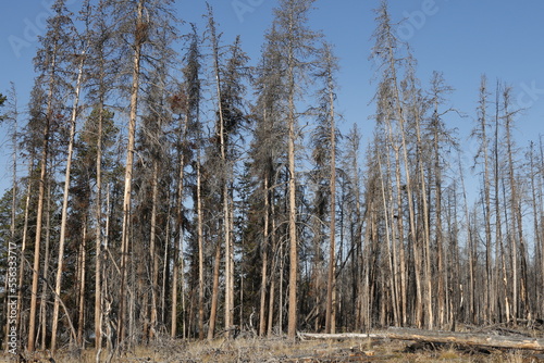 Wallpaper Mural Dead trees in Yellowstone National Park Torontodigital.ca