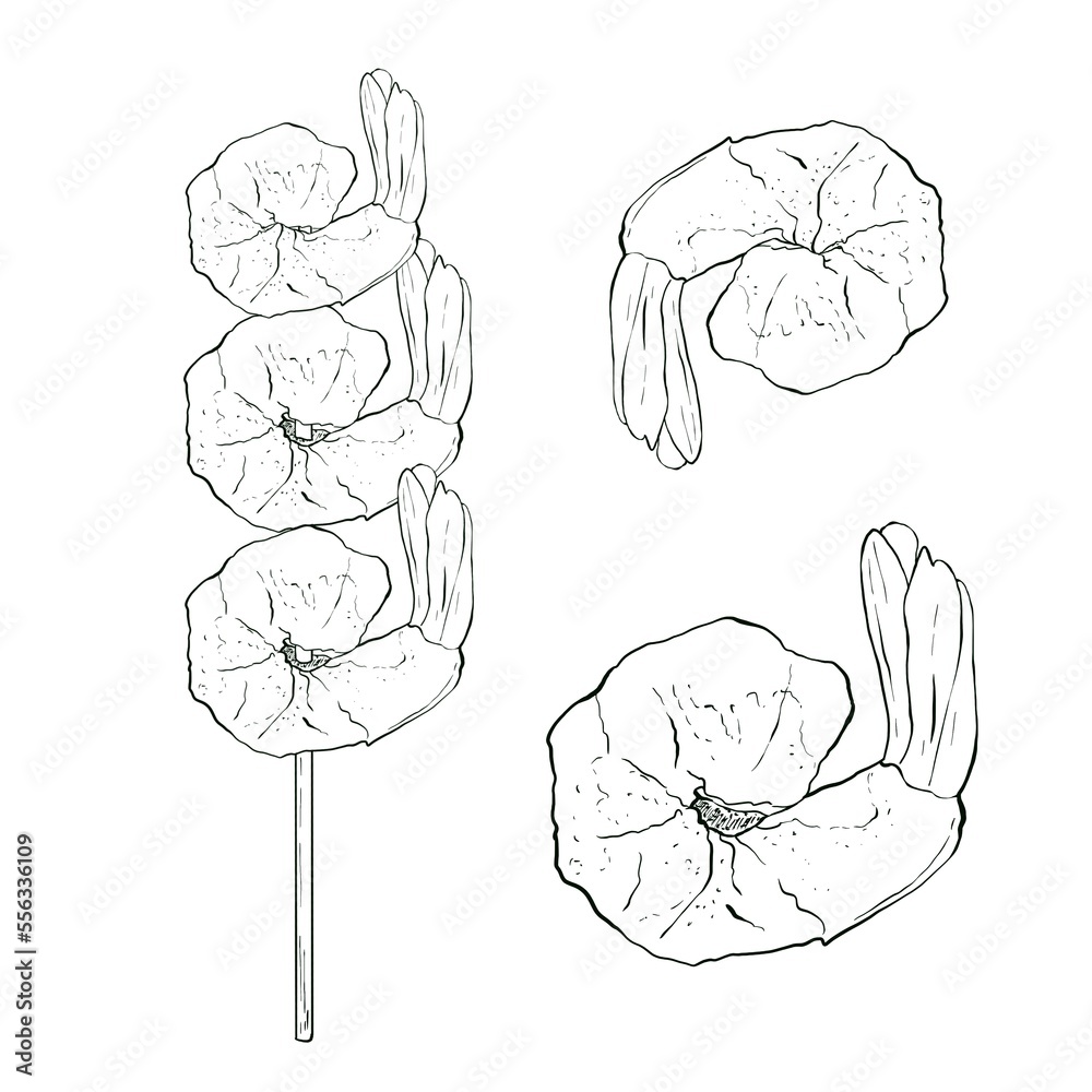 Fototapeta premium Shrimp hand drawing illustration. Isolated on white background. Seafood