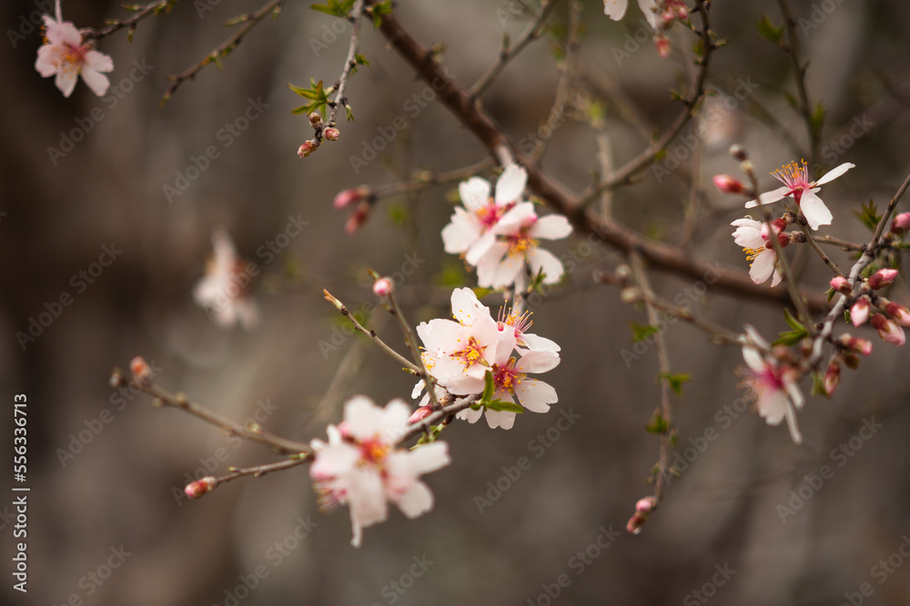 Beautiful cherry blossom artistic background, close-up and selective focus Beautiful cherry blossom artistic background, close-up and selective focus