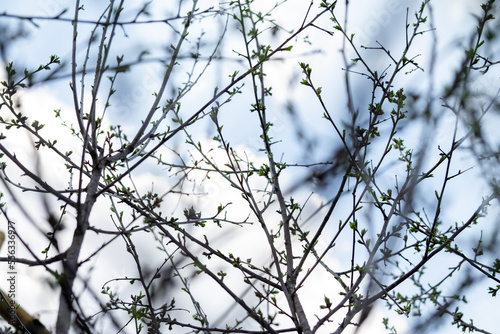 A network of bare cherry twigs with small blooming green leaves in spring