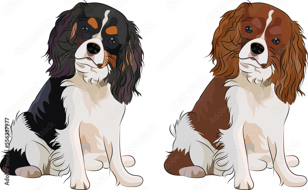 Vetor de Cavalier King Charles Spaniel colors. Cute dog characters, sitting pose, design for
