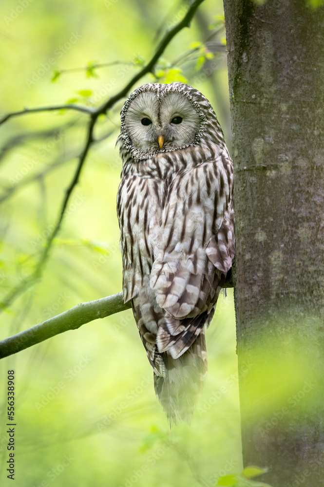 Fototapeta premium Ural owl ( Strix uralensis ) in spring forest