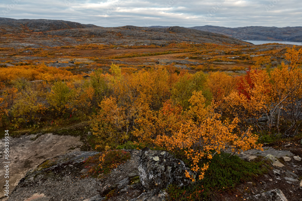 Autumn landscape of forest tundra in Liinahamari.