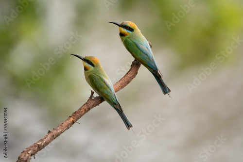 Rainbow Bee-eaters