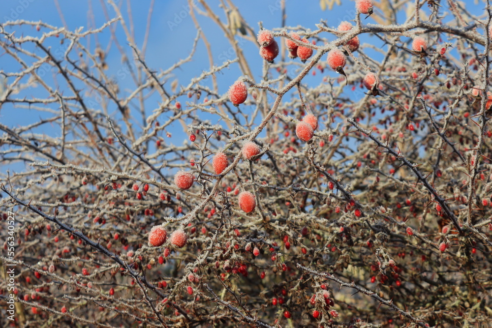 The rose hip or rosehip, also called rose haw and rose hep, is the accessory fruit of the various species of rose plant. It is typically red to orange, but ranges from dark purple to black . The rose hip or rosehip, also called rose haw and rose hep, is the accessory fruit of the various species of rose plant. It is typically red to orange, but ranges from dark purple to black .
