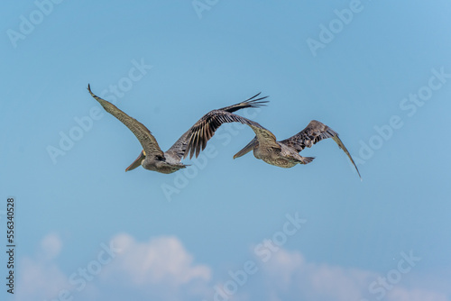 two pelicans on the flight on a sunny day