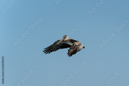A pelican flying in the blue sky