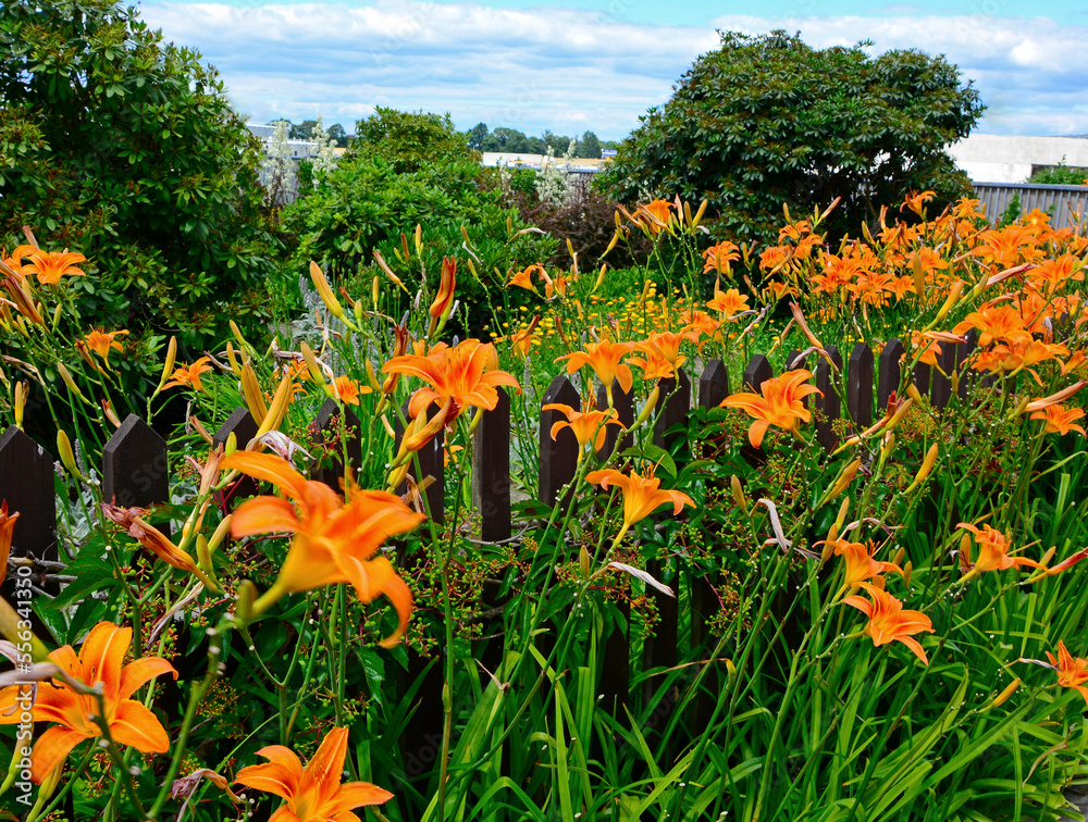 pomarańczowe liliowce (Hemerocallis ), pomarńczowe kwiaty w wiejskim ogrodzie