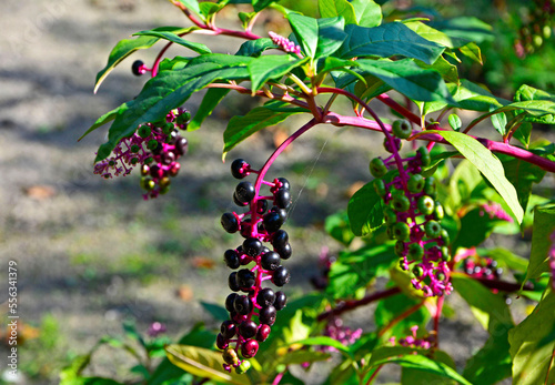 czarne owoce szkarłatki na różowym pędzie, Szkarłatka amerykańska (Phytolacca americana), dojrzałe owoce	 photo