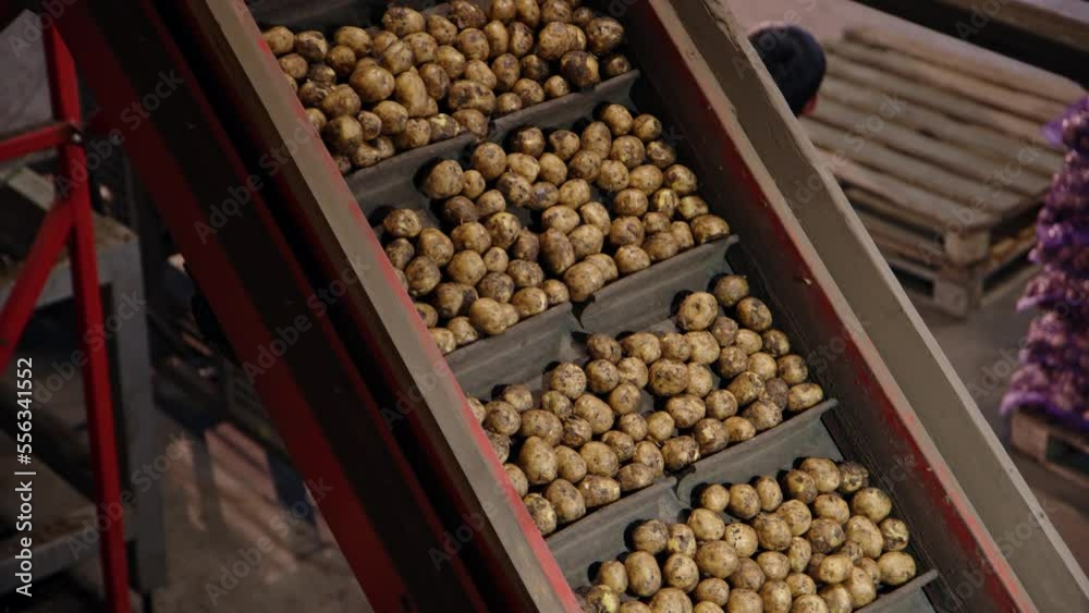 potato belt conveyor sorts potatoes and transfers them. Production of root raw vegetables, sorting stage before shipment in stores. Primary industrial processing of dirty unwashed red potatoes. potato belt conveyor sorts potatoes and transfers them. Production of root raw vegetables, sorting stage before shipment in stores. Primary industrial processing of dirty unwashed red potatoes.