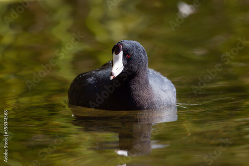 Coot in water