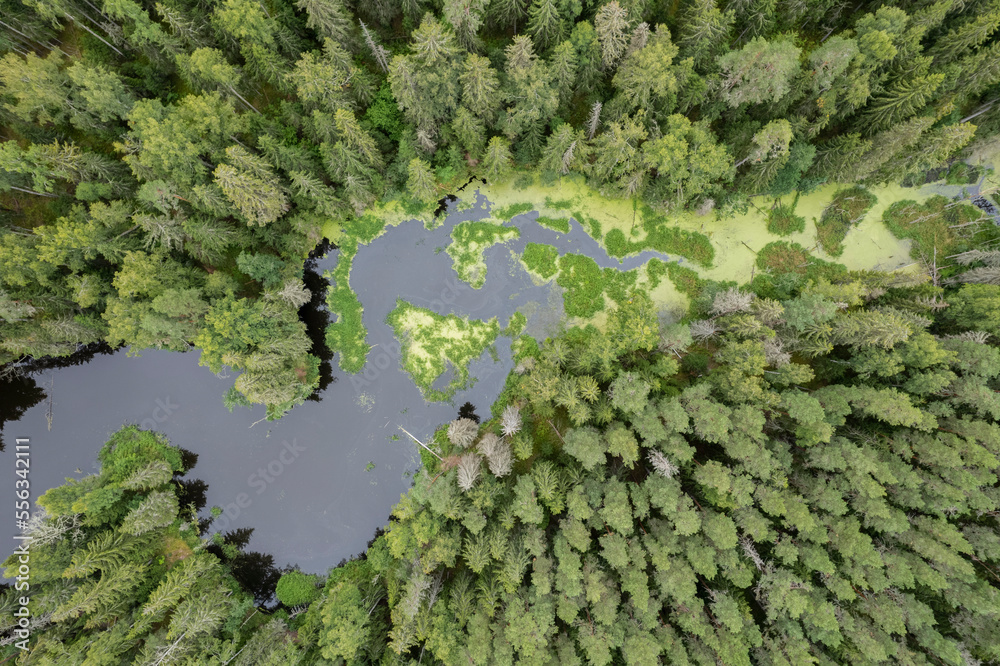 A lake in the middle of a forest seen directly from above
