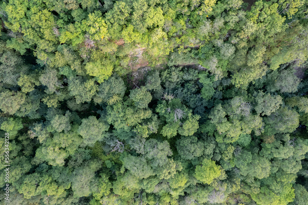 A green forest seen directly from above