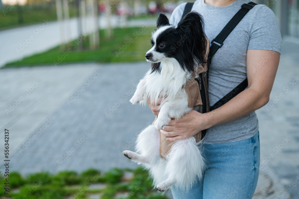 A woman walks with a dog in a backpack. A close-up portrait of a Continental Pappilion Spaniel in a sling. A woman walks with a dog in a backpack. A close-up portrait of a Continental Pappilion Spaniel in a sling.