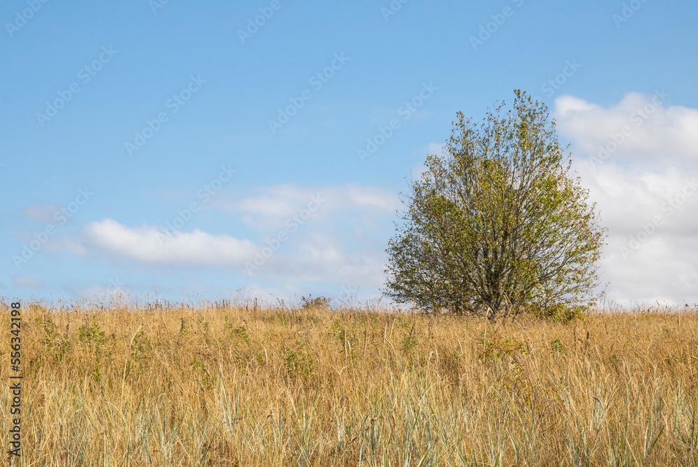 Autumn meadow landscape in Estonia Autumn meadow landscape in Estonia