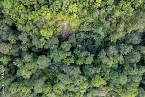 A green forest seen directly from above