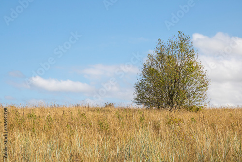 Autumn meadow landscape in Estonia