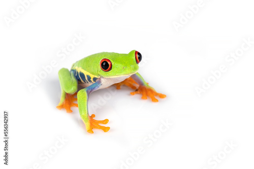 Red-eyed Tree Frog (Agalychnis callidryas) isolated on white background.