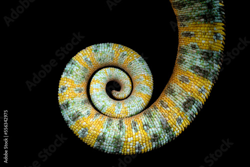 The tail of Male Veiled Chameleon (Chamaeleo calyptratus).