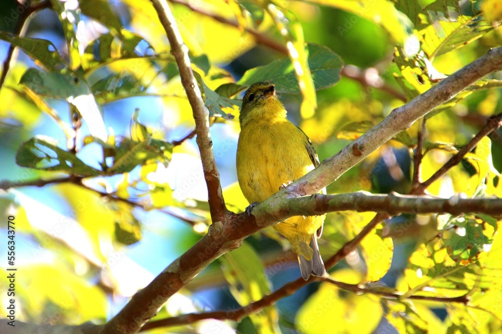 ave gaturamo verdadeiro - euphonia violacea ave gaturamo verdadeiro - euphonia violacea