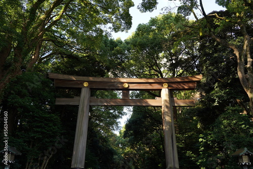 明治神宮、神社、原宿、東京、日本、建物、青空、青、雲、野外、鳥居、木、自然、夫婦、夫婦の木、カップルの木、しめ縄、縄、大きい縄、初詣、参拝、参道、神聖、神道、森、公園、信仰、観光、旅行、お参り、門、建物、日本酒、酒樽、樽、アジア、マイナスイオン、神聖、静寂、神宮、明治、meijijingu,meiji,tokyo,japan, © dokosola