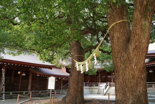 明治神宮、神社、原宿、東京、日本、建物、青空、青、雲、野外、鳥居、木、自然、夫婦、夫婦の木、カップルの木、しめ縄、縄、大きい縄、初詣、参拝、参道、神聖、神道、森、公園、信仰、観光、旅行、お参り、門、建物、日本酒、酒樽、樽、アジア、マイナスイオン、神聖、静寂、神宮、明治、meijijingu,meiji,tokyo,japan,
