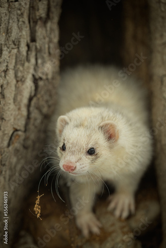 Ferret during trip and walk in winter park enjoying exploring © Couperfield