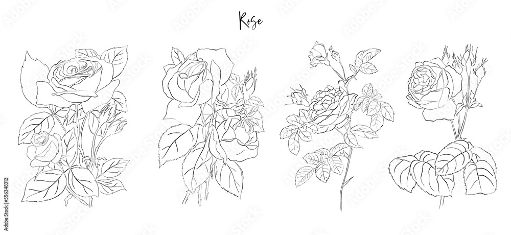 Set hand drawn flowers line art - Botanical illustration, pencil sketch, isolated, png, rose, sunflower, poppy, iris, peony, tulip, lilac