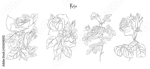 Set hand drawn flowers line art - Botanical illustration, pencil sketch, isolated, png, rose, sunflower, poppy, iris, peony, tulip, lilac