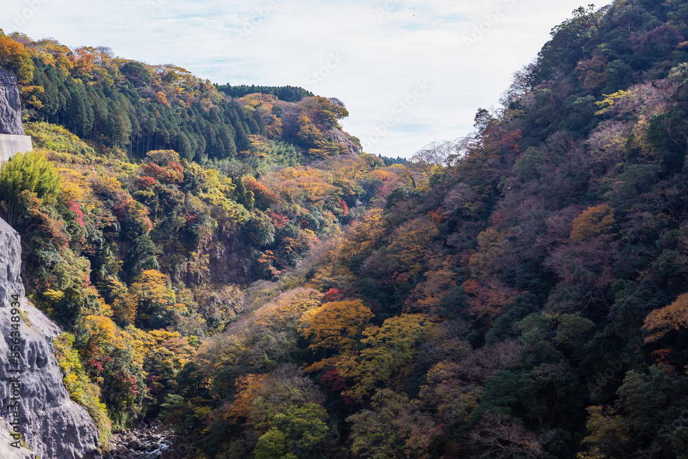 阿蘇黒川と周辺の紅葉 阿蘇黒川と周辺の紅葉
