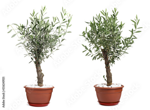 Beautiful potted olive trees on white background, collage