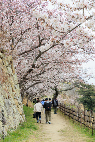 春の明石城と桜「兵庫県」