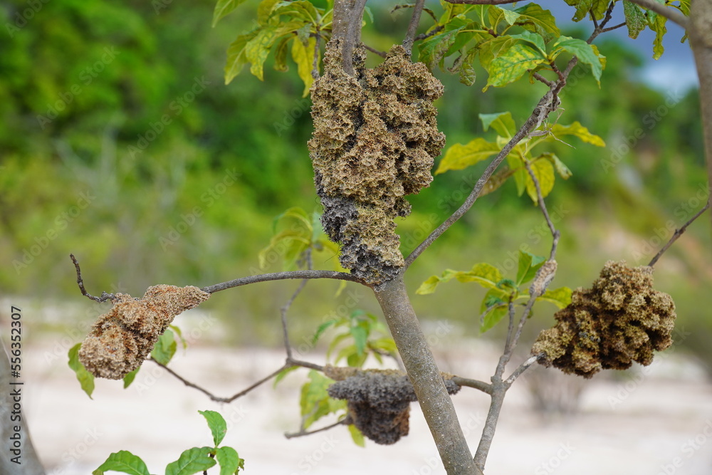 Freshwater sponge attached to vegetation, phylum porifera. Amazon ...