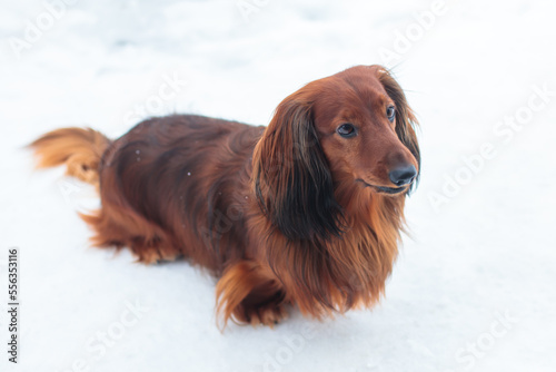 Dachshund dog, beautiful portrait of a red long-haired adult dachshund dog walk playing outside in snow in a winter snowy day